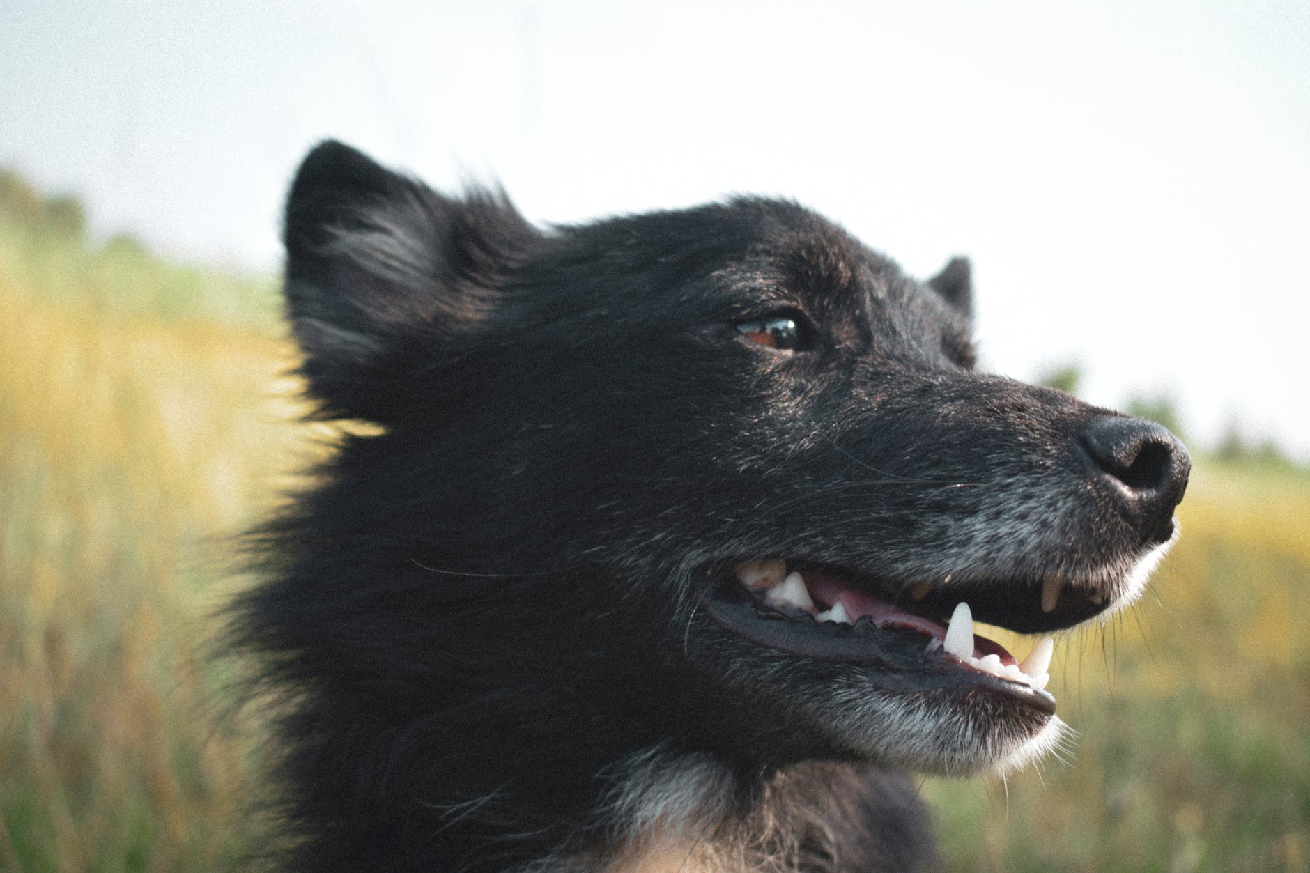 close up photo of dog