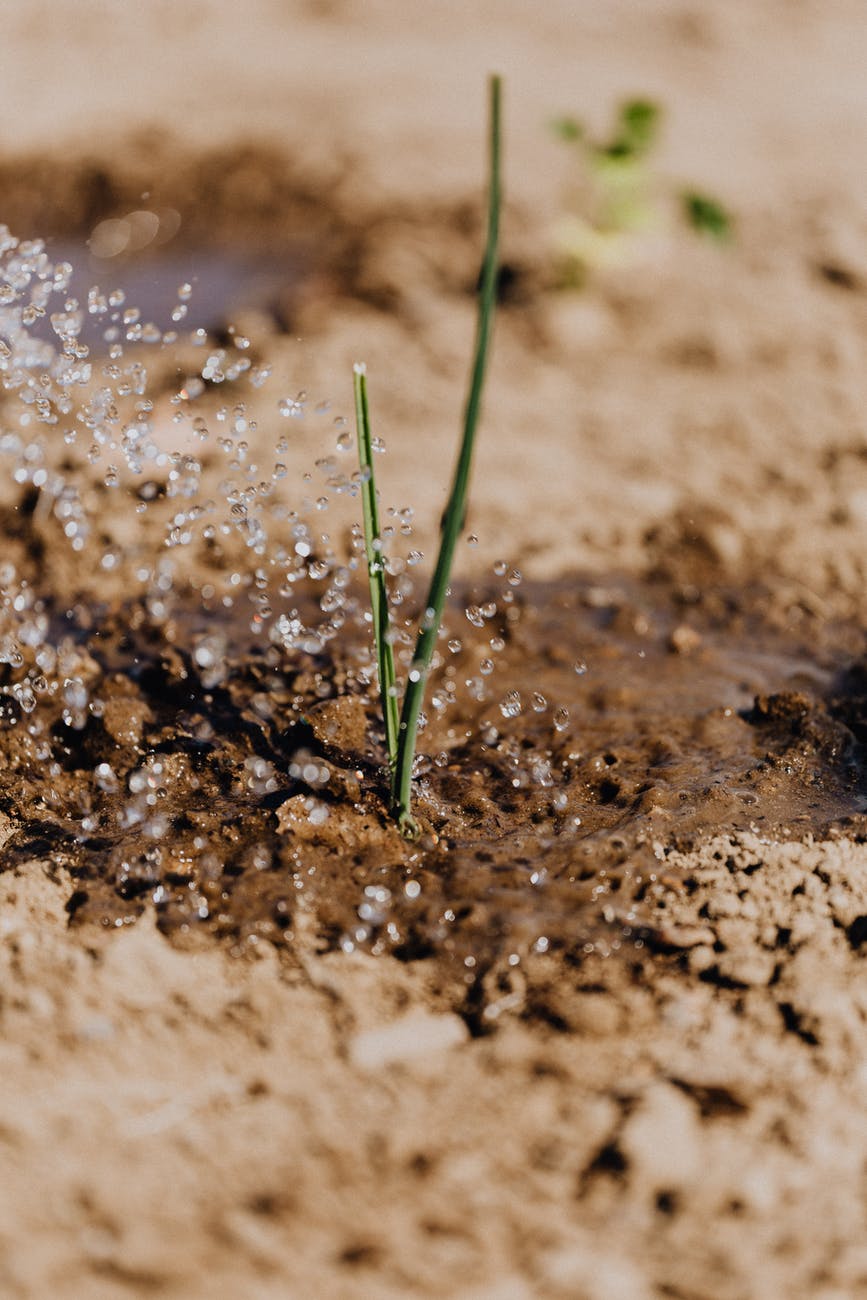 watering process of thin green sprout